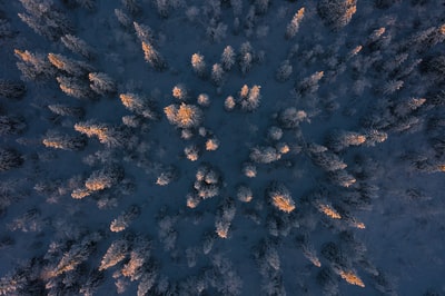 白天树木的航空摄影